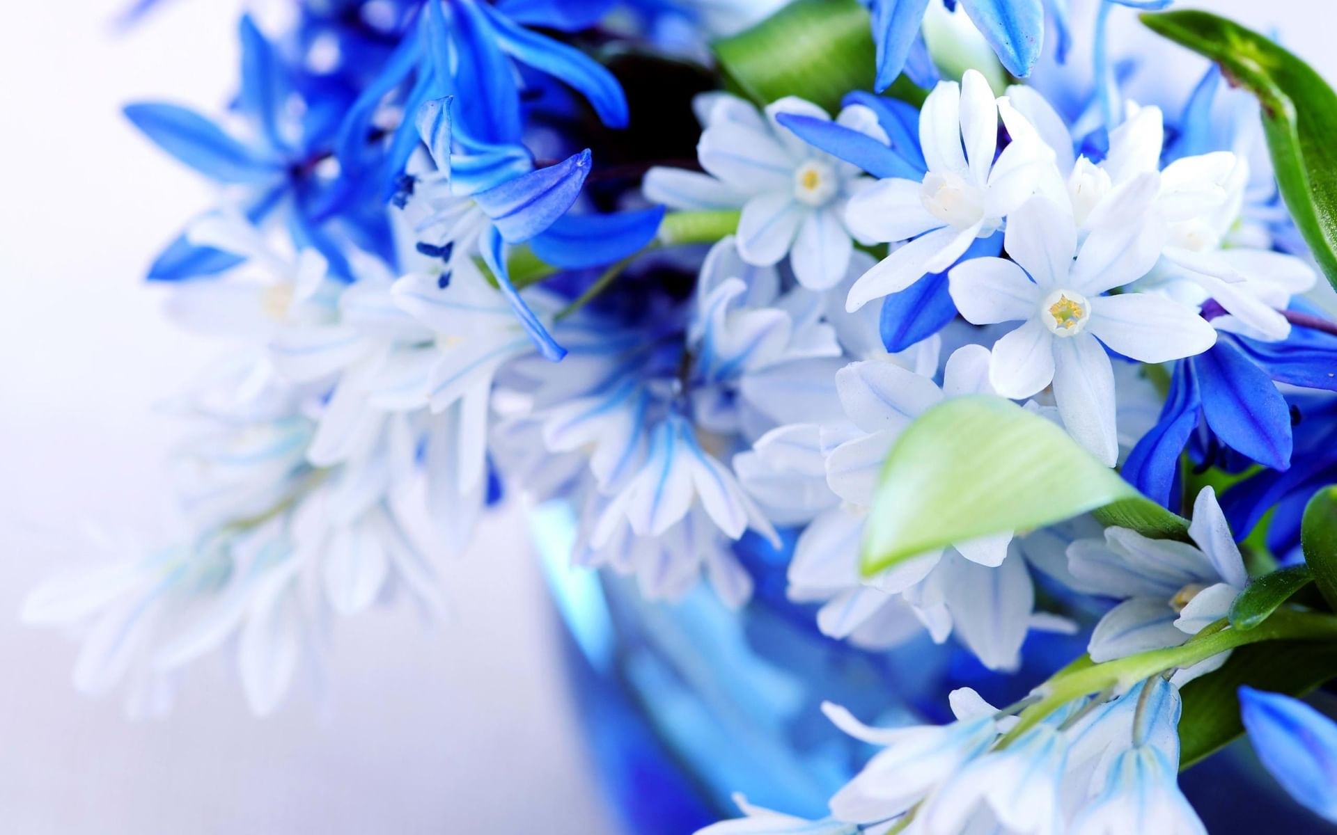 С весенними праздниками картинки красивые. Нежные весенние цветы. Синие цветочки. Цветочек голубой. Синие весенние цветы.