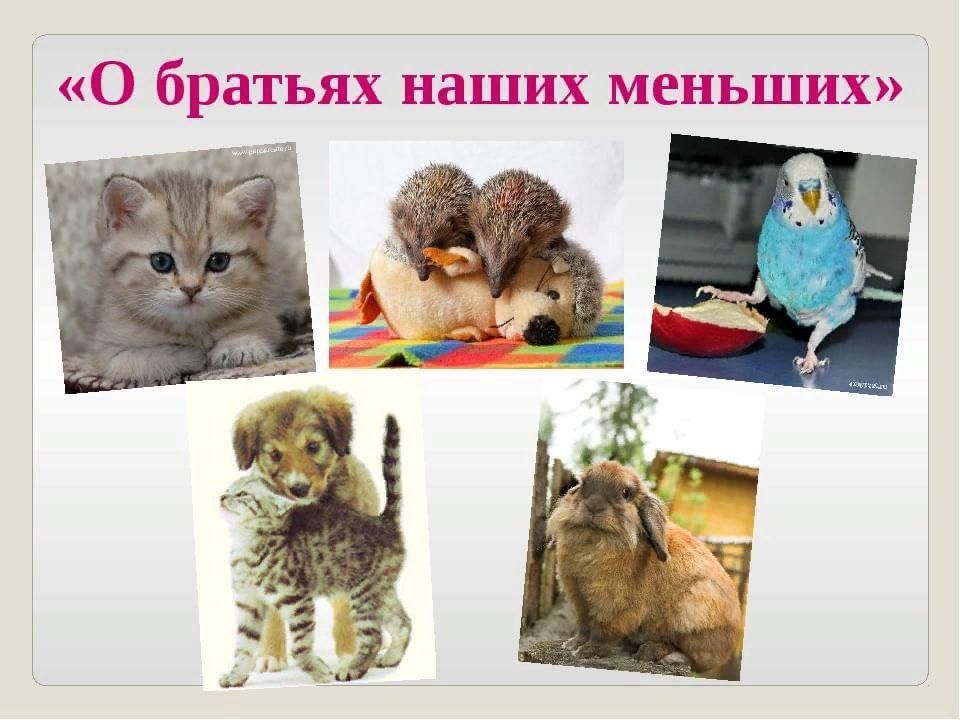 Проект братья наши меньшие 2 класс