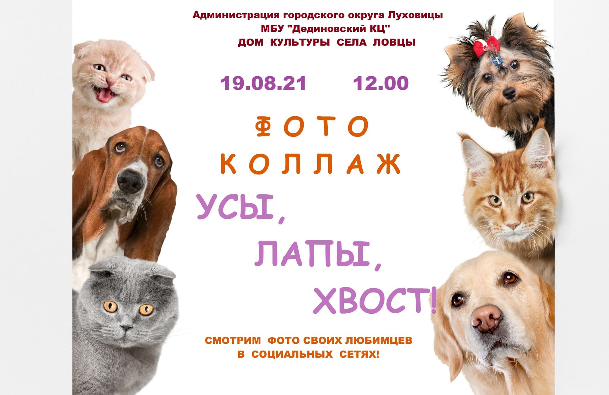Фоны баннеров с тематикой "Ветеринарная": образцы оформления, дизайны макетов, с