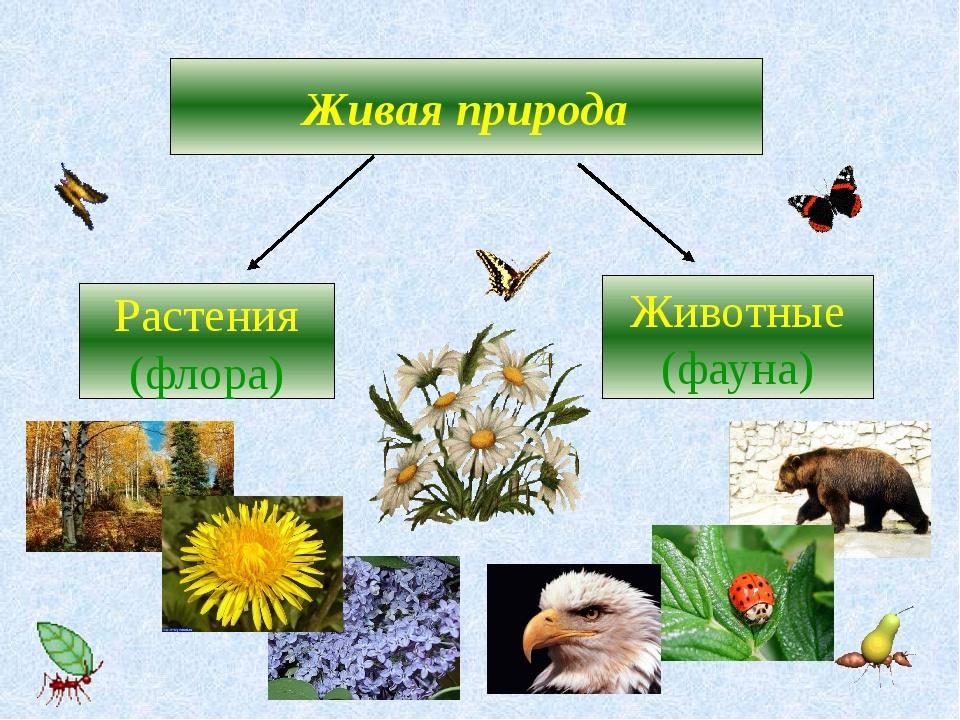 Растения и животные