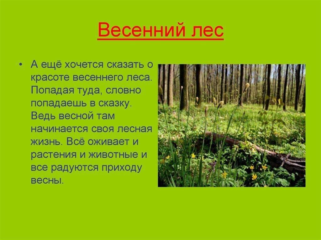 Описание весеннего леса 2 класс с планом интересными сравнениями