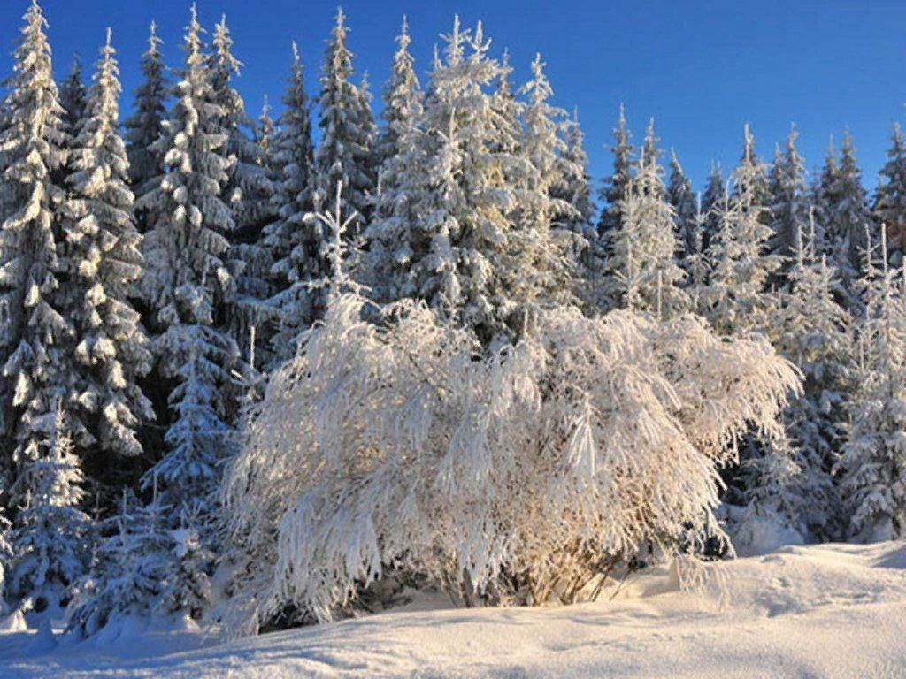 Природа зимой 2 класс. Экскурсия в зимний лес. Растительный мир зимой. Зимние растения в лесу. Зимний лес кусты.