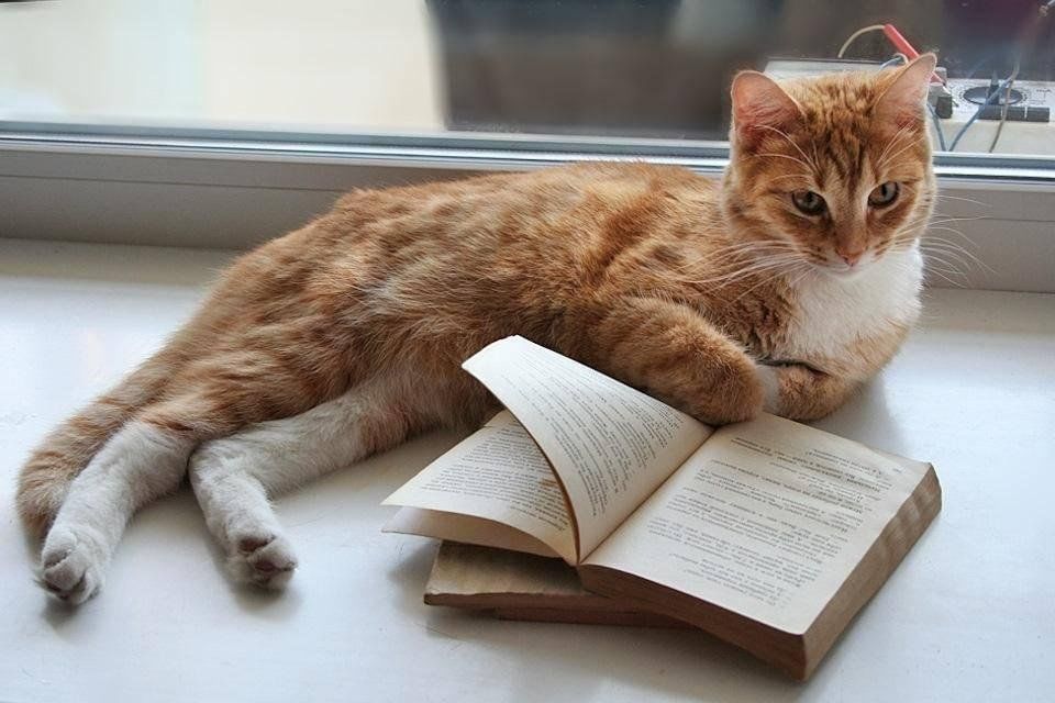 Ответ на фото кота с книгой Литературный час "Обыкновенных кошек не бывает" 2023, Мечетлинский район - дата 