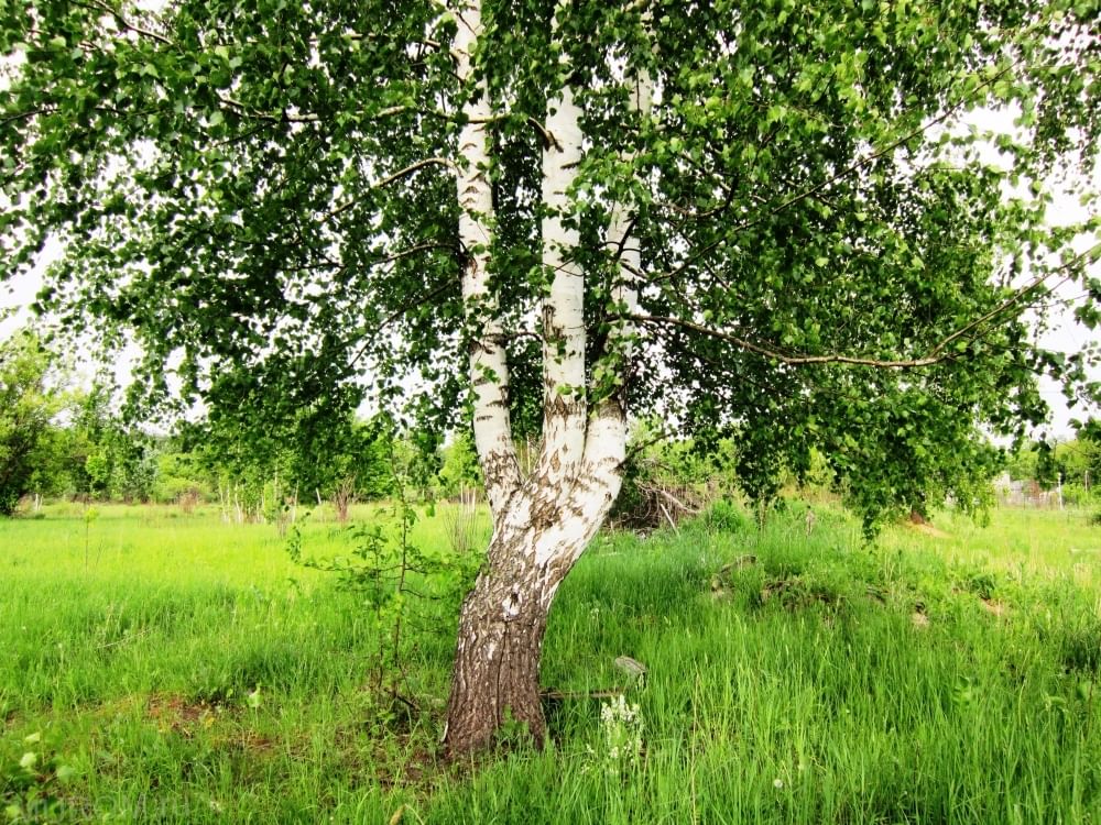 Картинка праздник русской березки