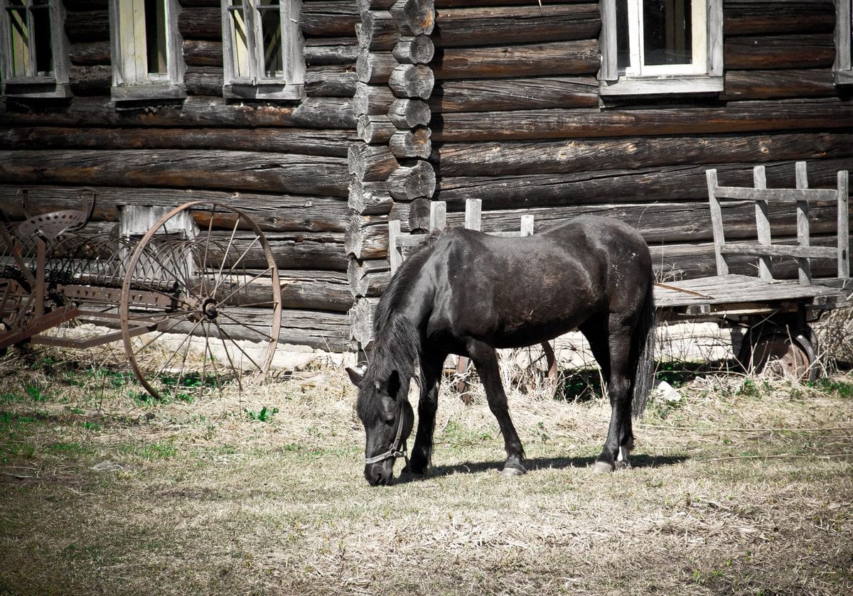 Лошадиный села. Деревенские лошади. Лошадки в деревне. Деревенский конь. Конь в деревне.