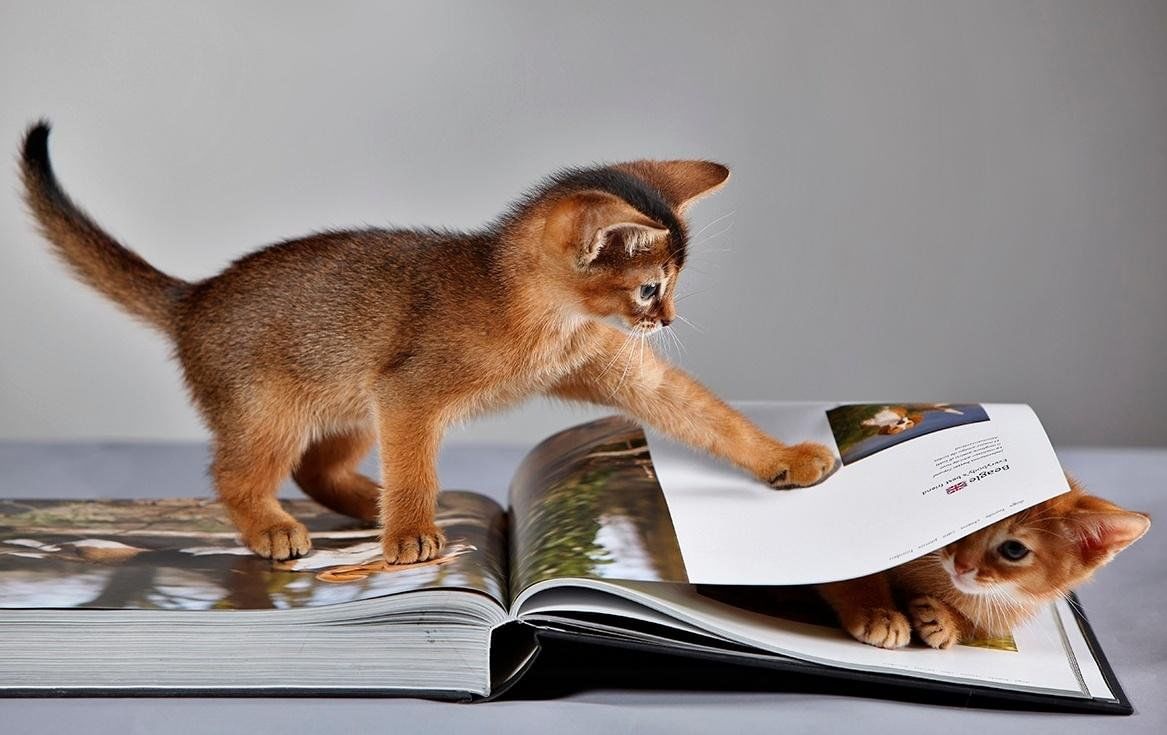 Коты и книги. Кот с книгой. Книги про кошек. Книга животные.