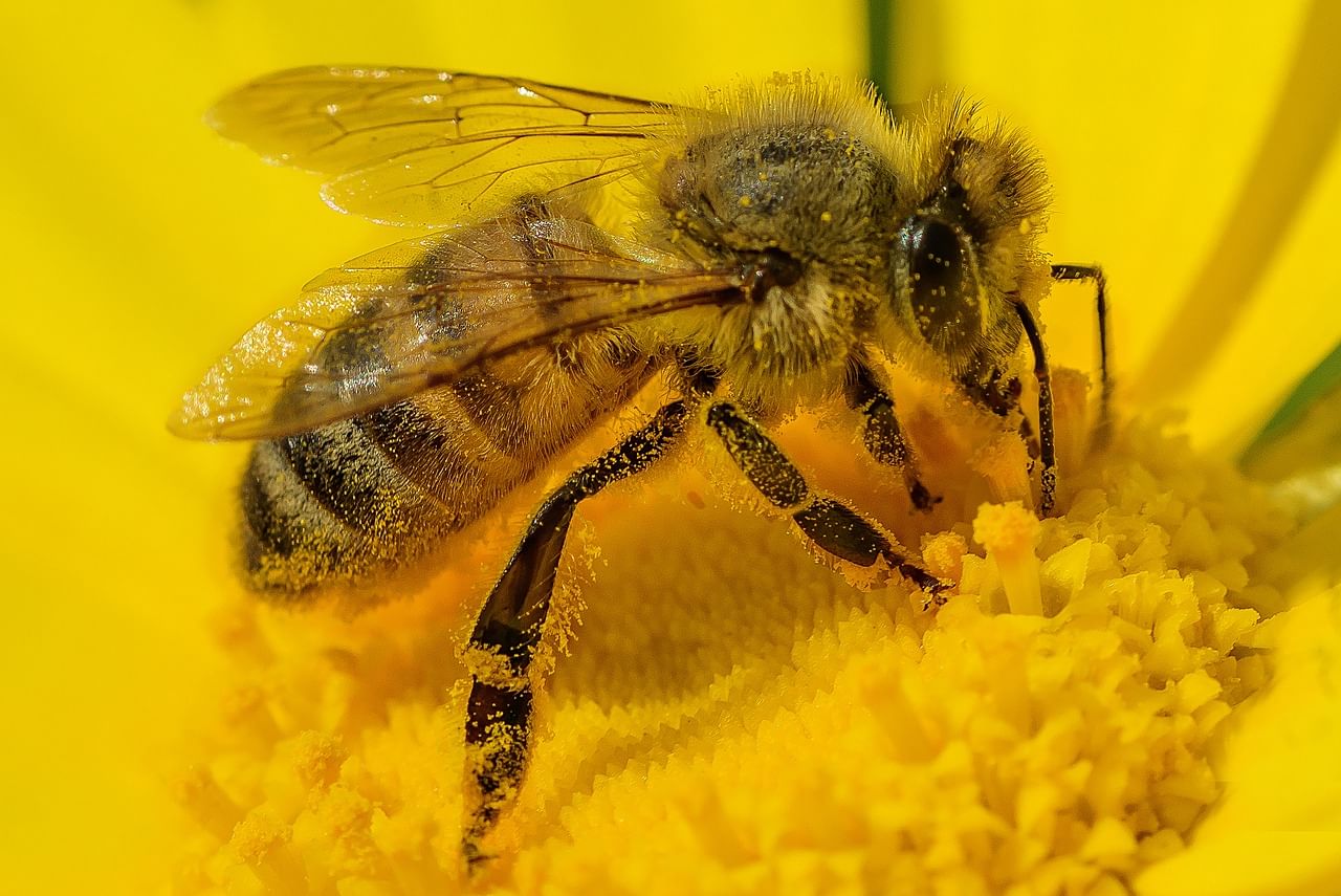 пчела в москве
