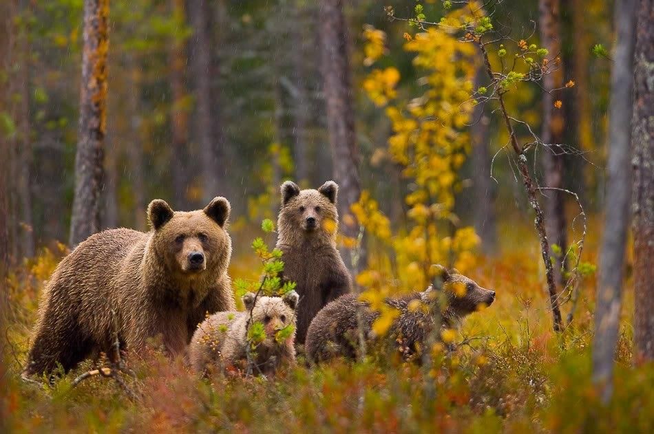 Животный мир россии картинки