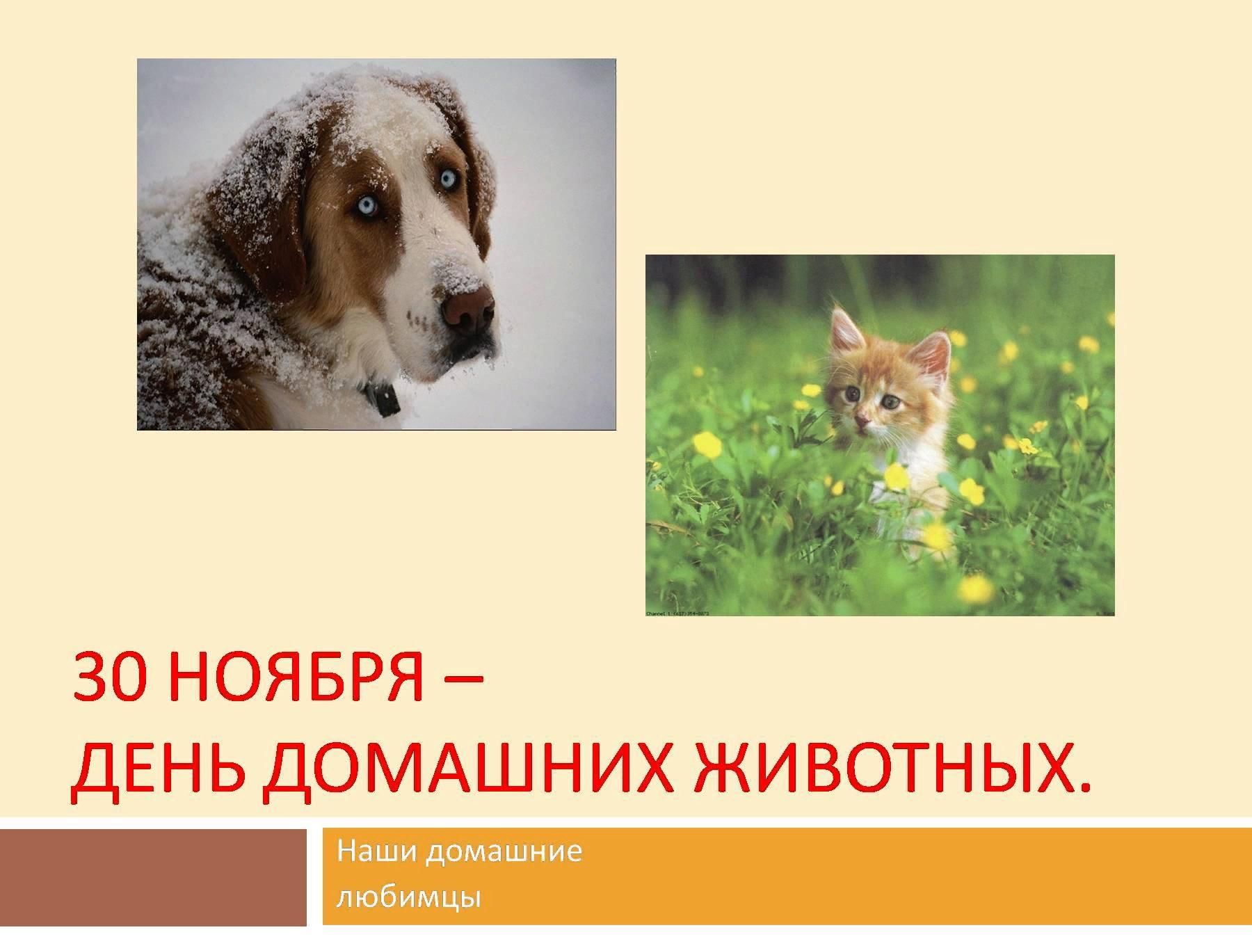 Всемирный день животных 30 ноября. День домашних животных. Всемирный день домашних животных. Всемирный день домашних животных 30 ноября. Международный деньдашних животных.