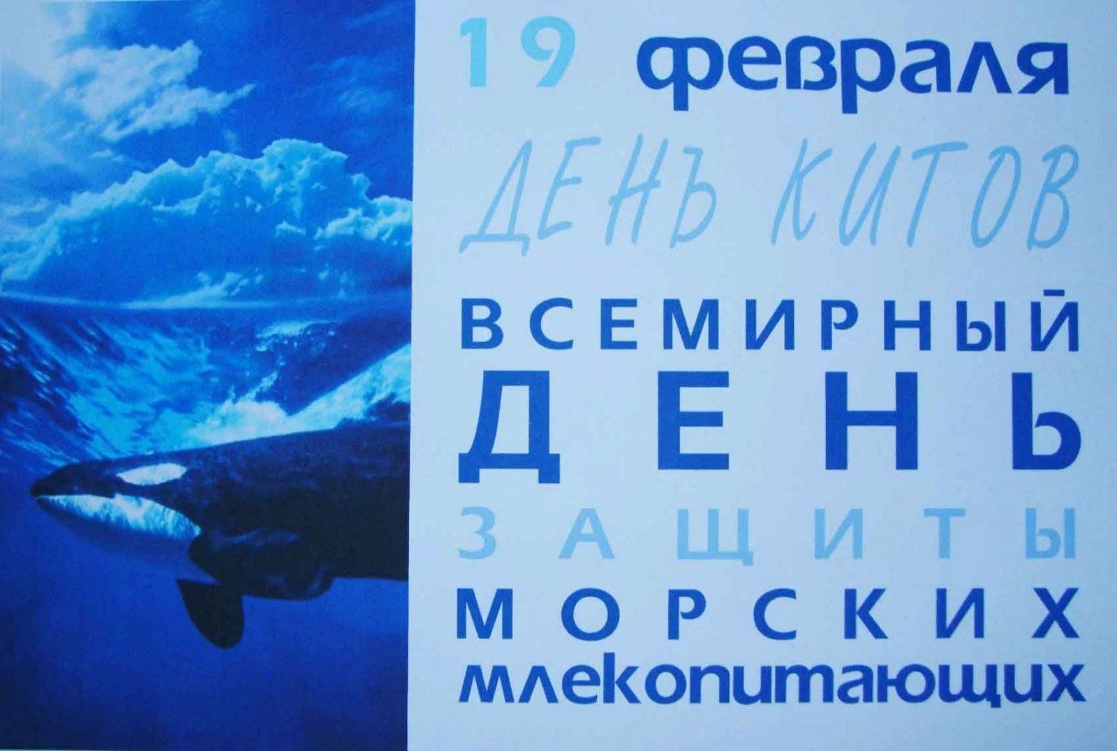 День млекопитающих китов. Всемирный день защиты морских млекопитающих и Всемирный день китов. Всемирный день защиты морских млекопитающих (день кита). 19 Февраля Всемирный день защиты морских млекопитающих день кита. День защиты китов 19 февраля.