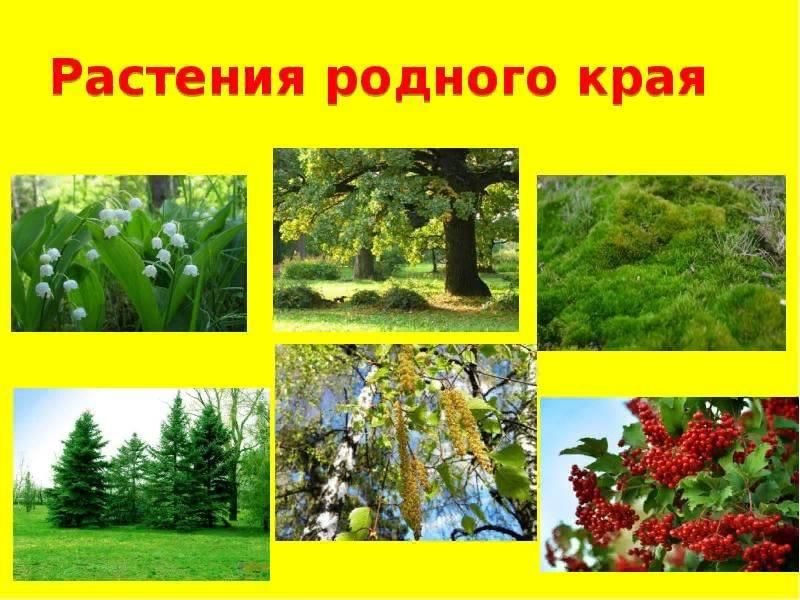 Творческая мастерская "Загадки природы родного края". 2024, Рыбинский район - да