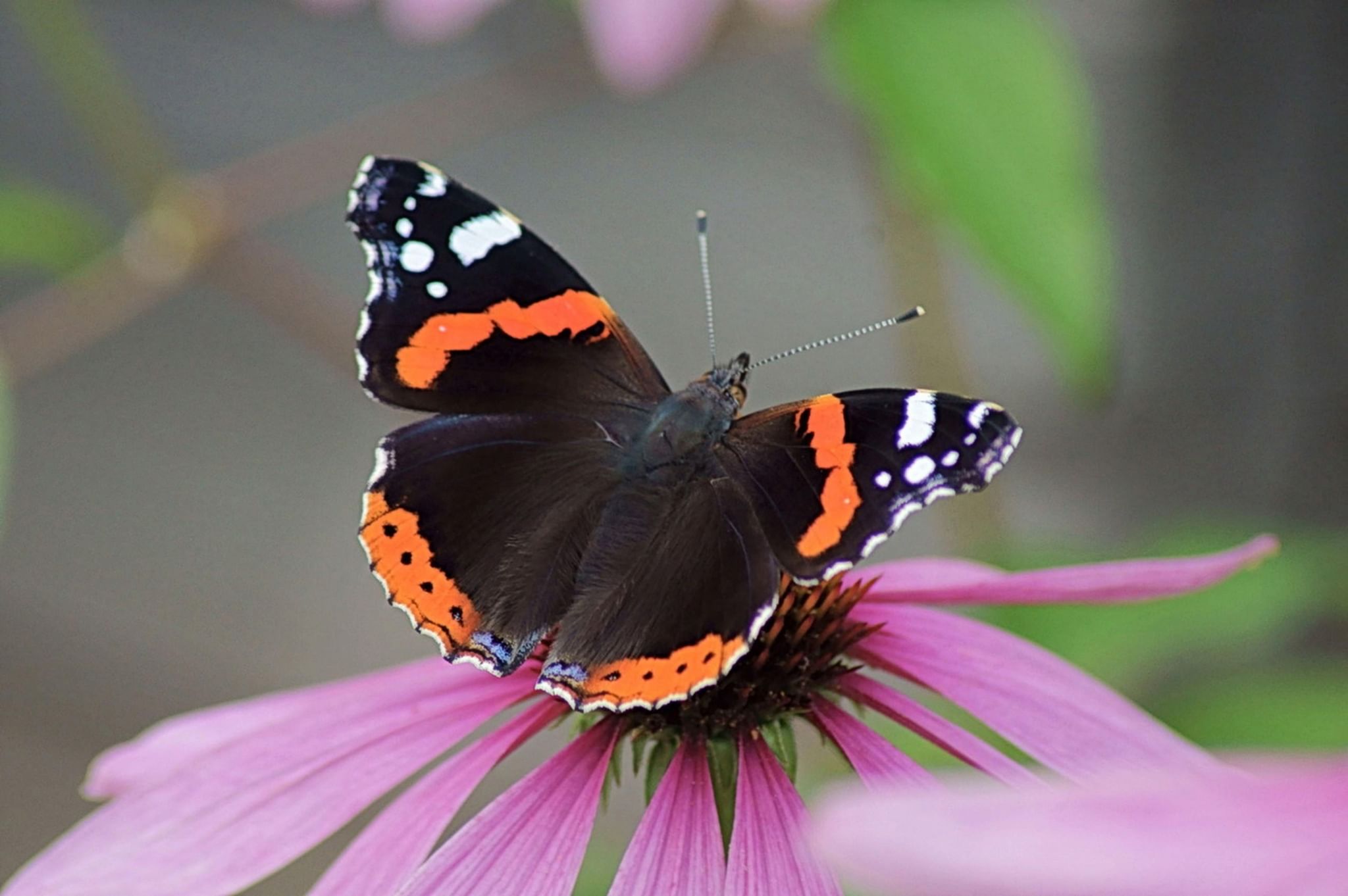 Бабочка адмирал фото. Адмирал (Vanessa Atalanta). Бабочка Адмирал. Vanessa Atalanta бабочка. Бабочка Махаон Адмирал.