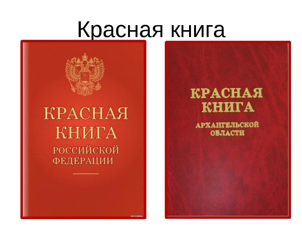 Картина красной книги