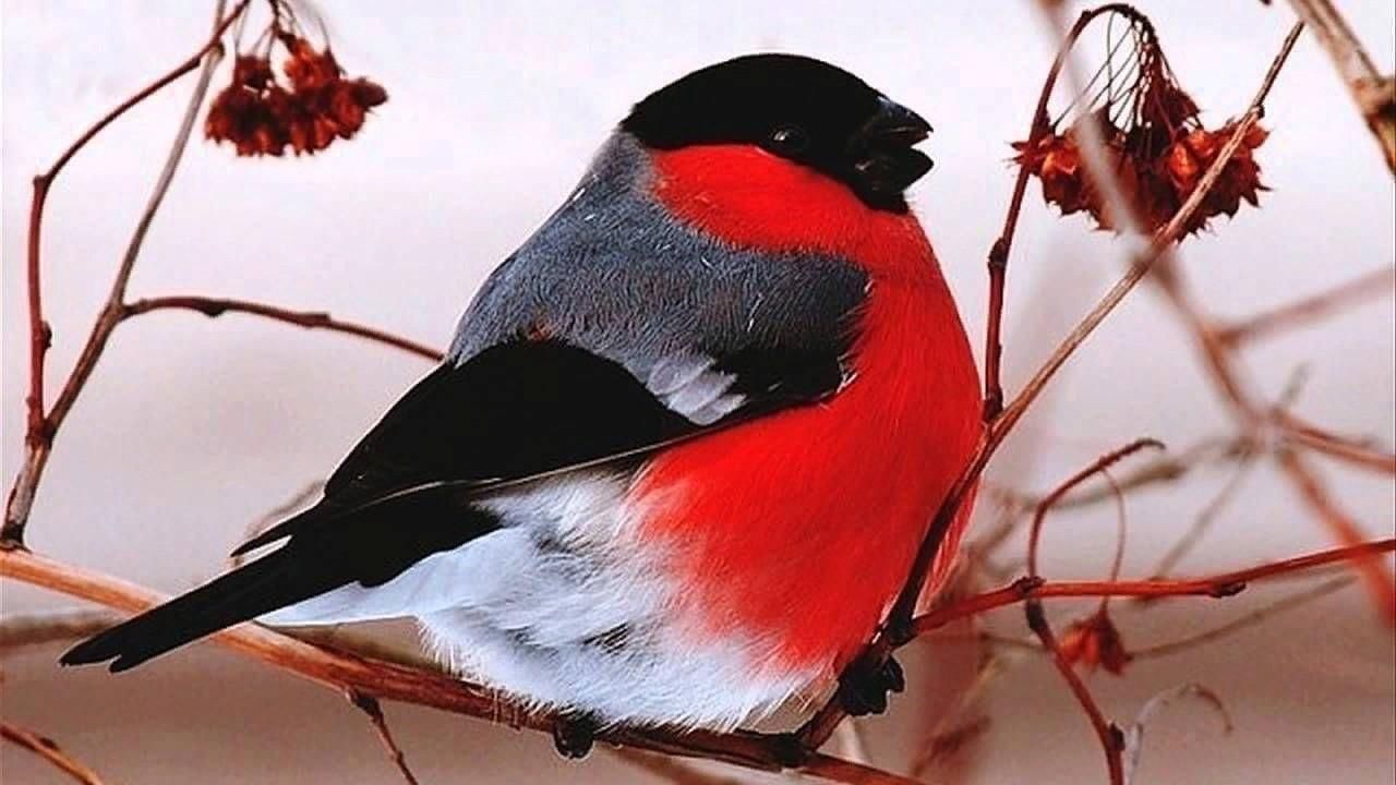 Зимние птицы фото и названия