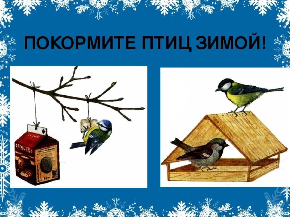 Помоги птицам. Покормите птиц зимой. Акция Покормите птиц зимой. Накорми зимующих птиц. Покорми птиц зимой для дошкольников.