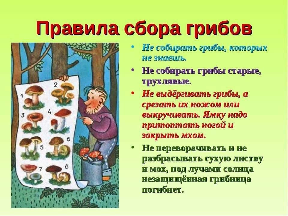 Проект окружающий мир 3 класс грибы