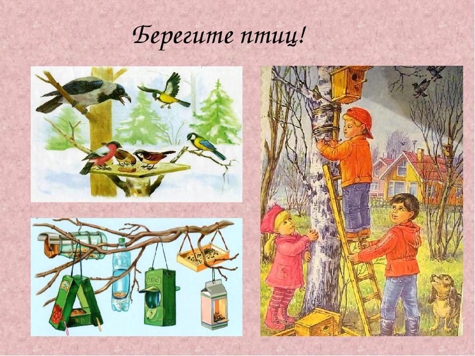 Картинка берегите птиц для детей