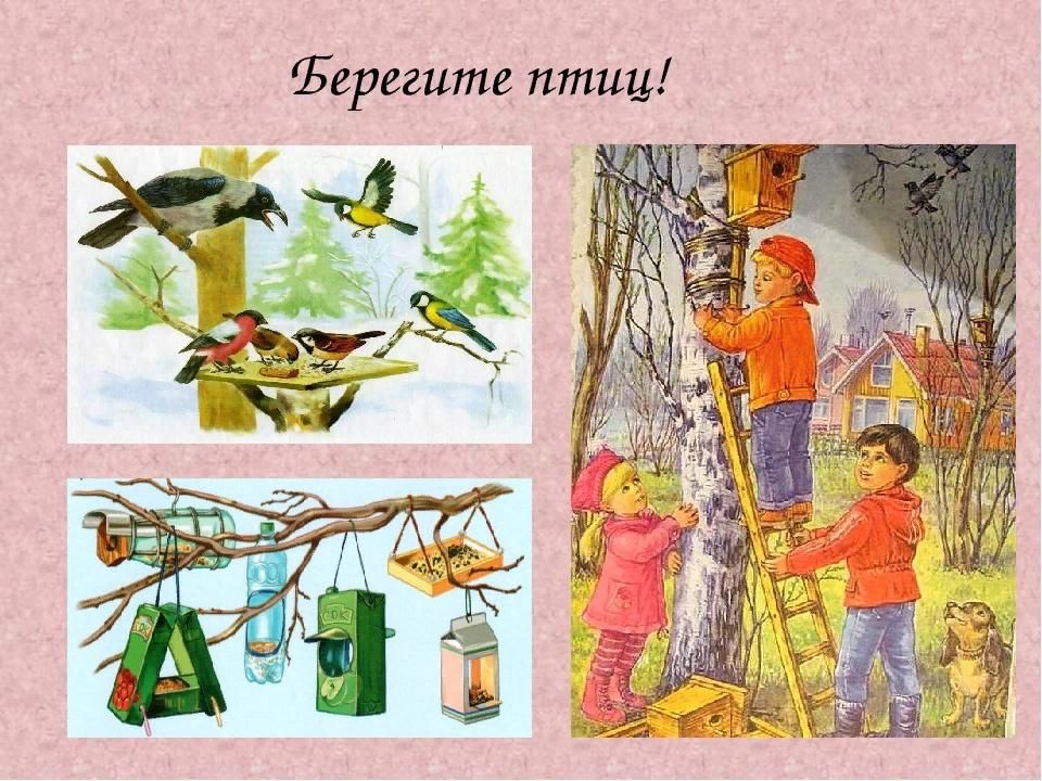 Птицы наши друзья и неутомимые помощники схема предложения