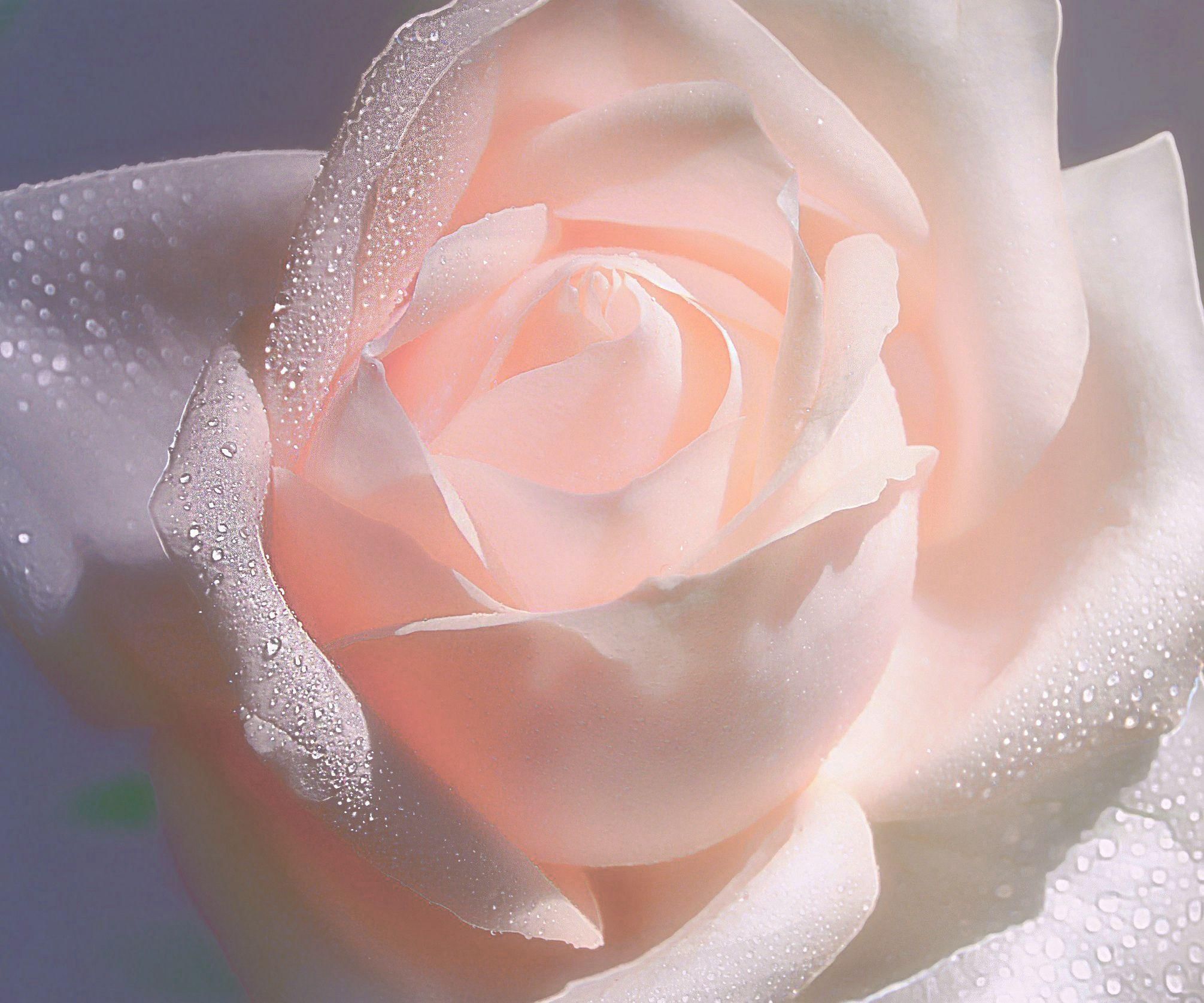Цветы любви в вади сафия. Нежные розы. Нежный цветок. Розочка нежная. Нежнейшие розы.
