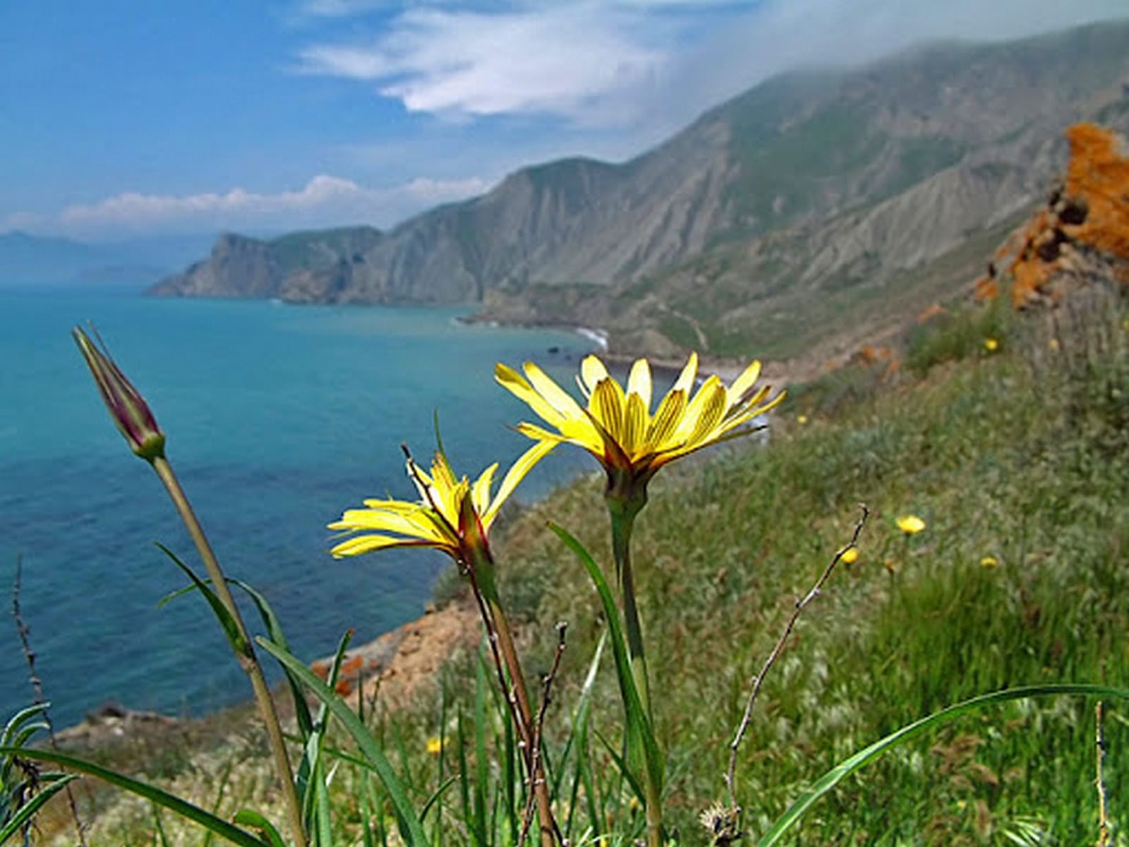 цветок в горах крыма