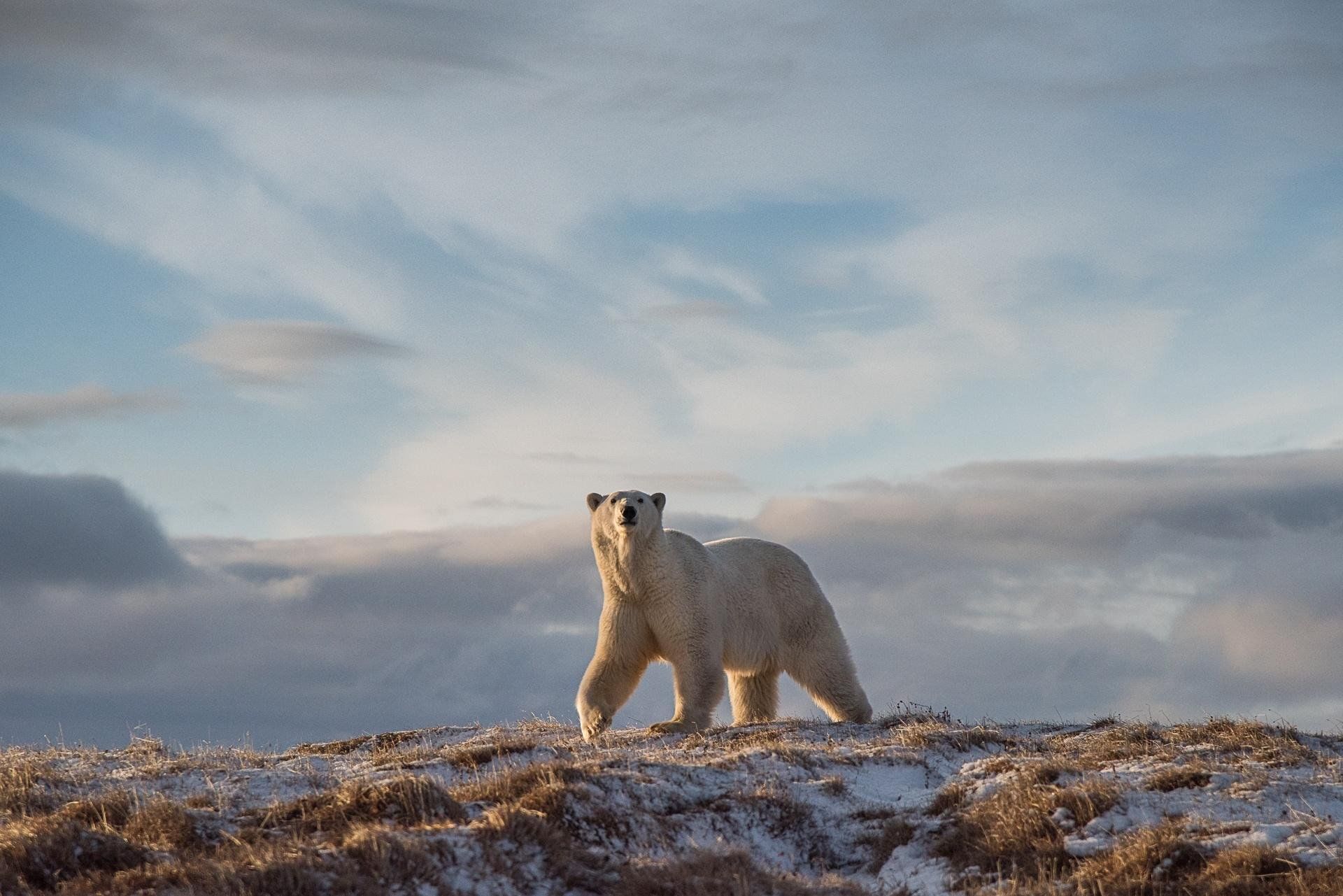 Виды дикой природы. Плато Путорана медведи. Дикая природа России National Geographic. Дикая природа России 2019 National Geographic. Бурые медведи на плато Путорана.