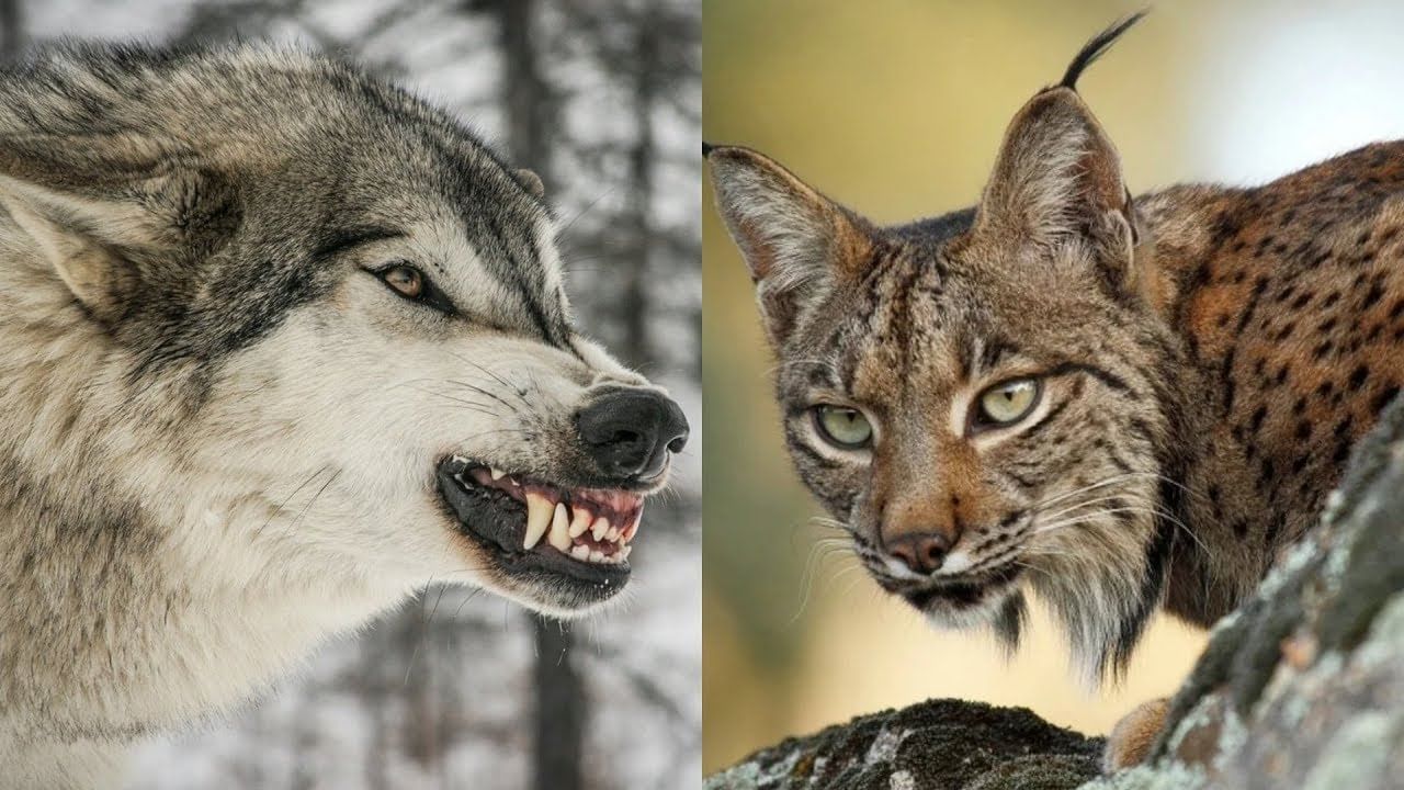 Кого сильнее рысь. Рысь против волка. Рыси против Волков. Рысь vs волк.