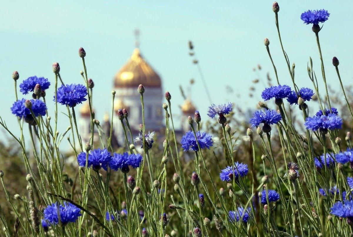 Васильки в поле фото