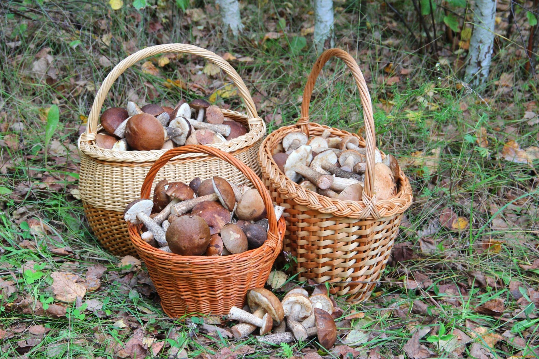 Корзина с грибами фото