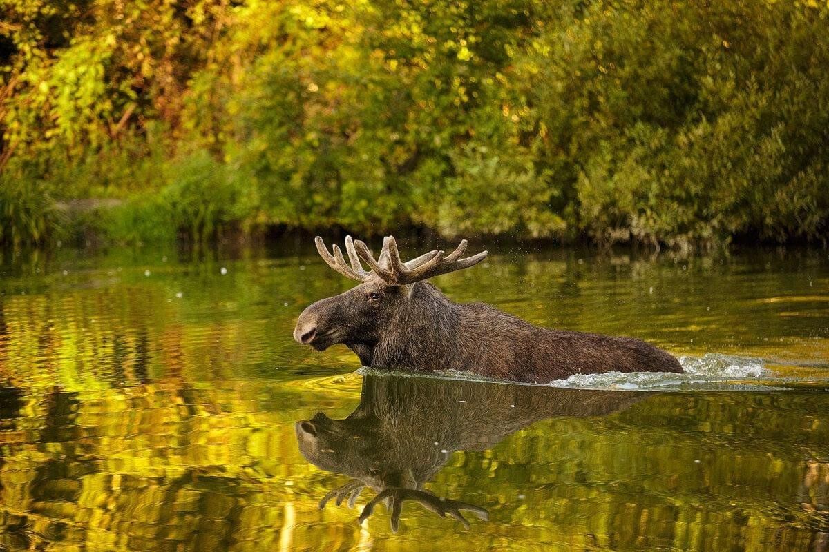 Животные подмосковья фото