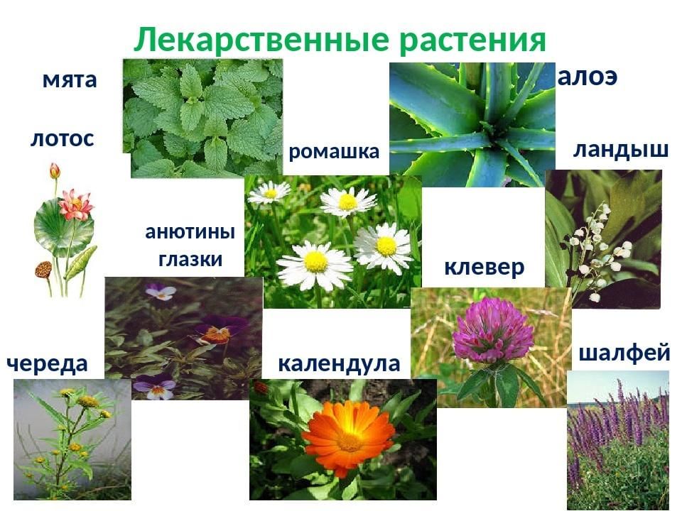 Лекарственные растения презентация 2 класс