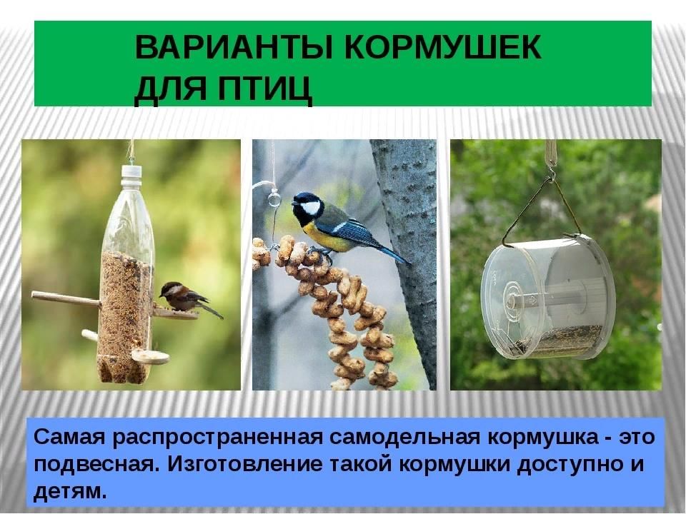 Проект на тему кормушка для птиц 6 класс