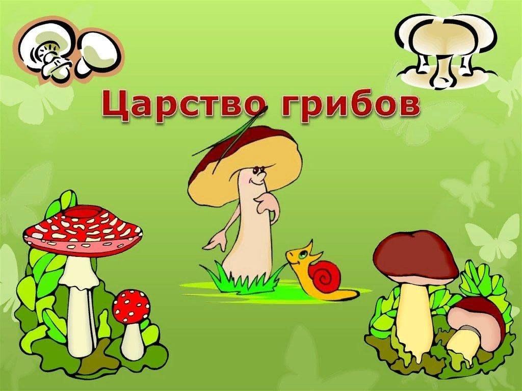 Проект царство грибов 3 класс окружающий мир