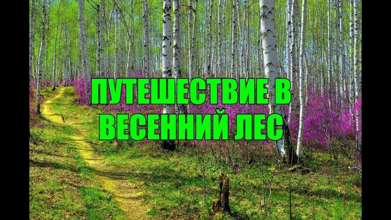 Презентация весенний лес