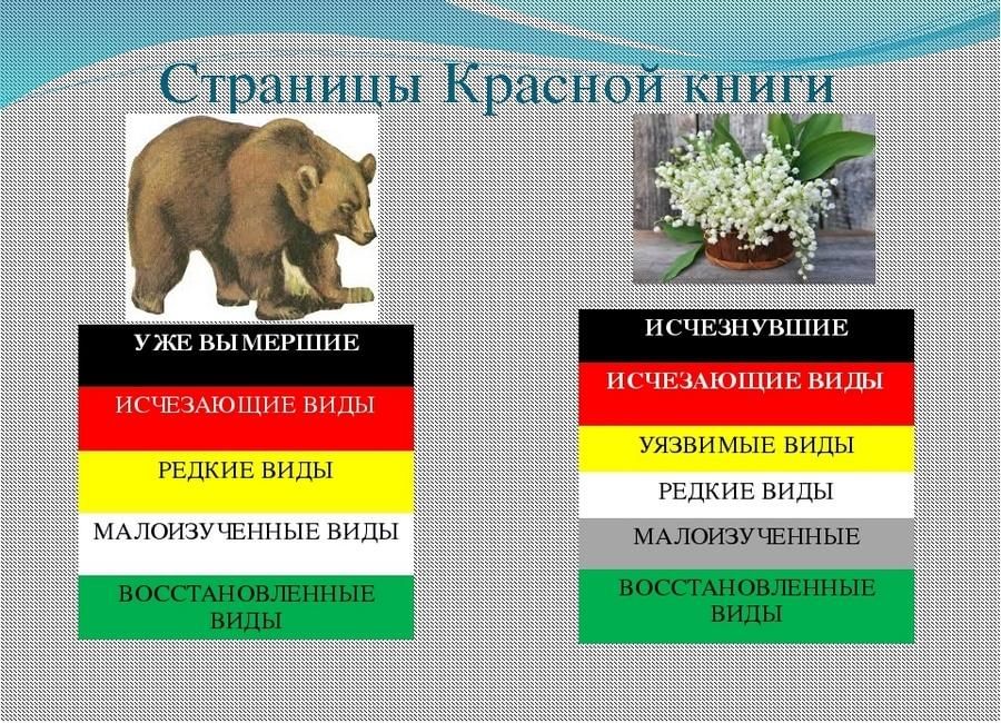 Проект по страницам красной книги