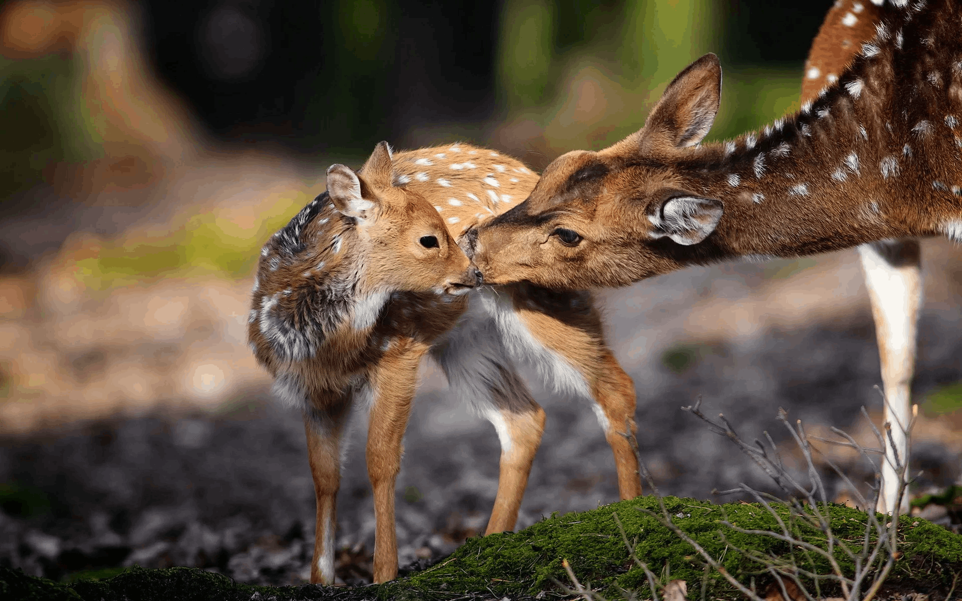 Животные свежие фото