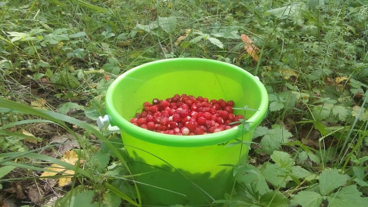 Дом ягодная поляна. Ряженка Ягодная Поляна. Ягодная Поляна п-14.