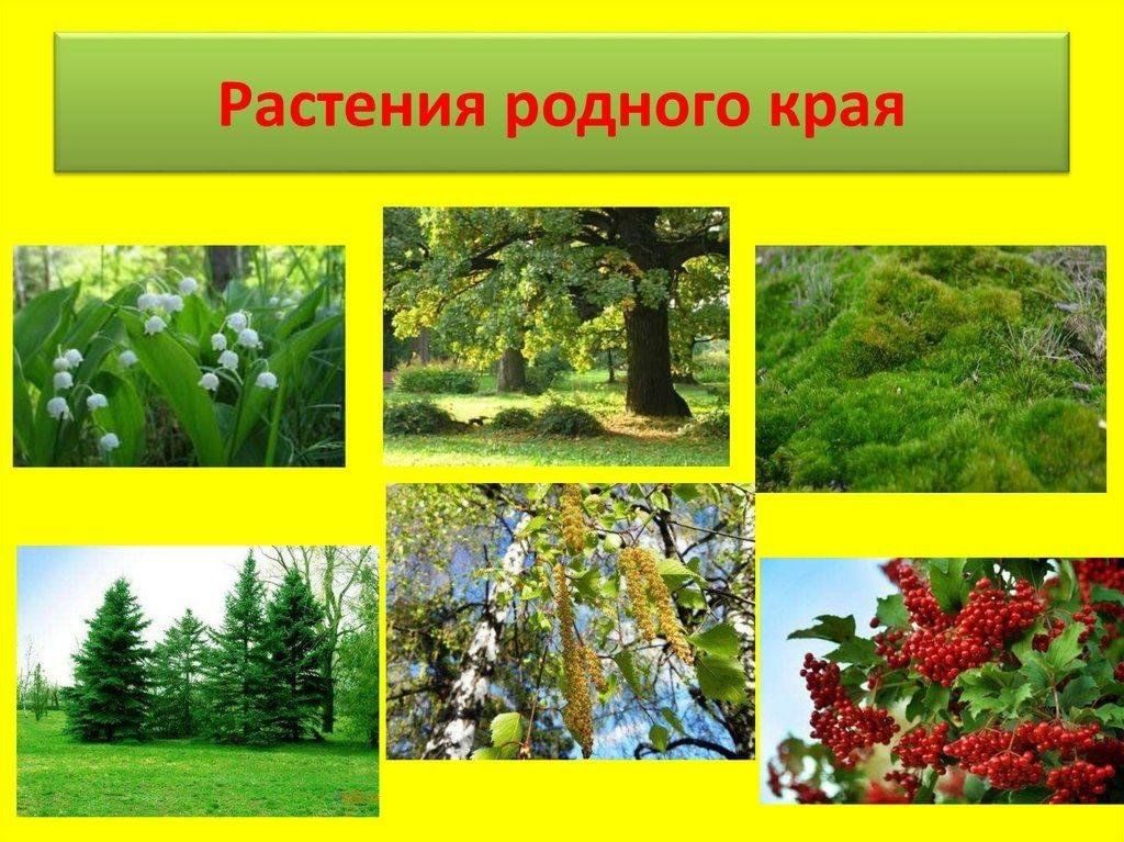 Проект растения родного края 2 класс