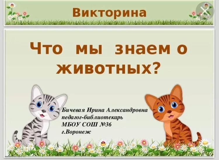 Вопросы в мире животных