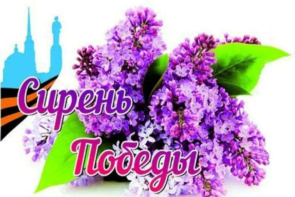 Сирень победы картинки