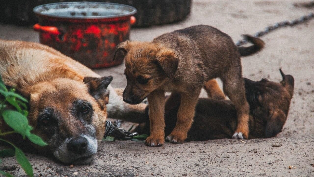 Круглый стол по проблемам бездомных животных