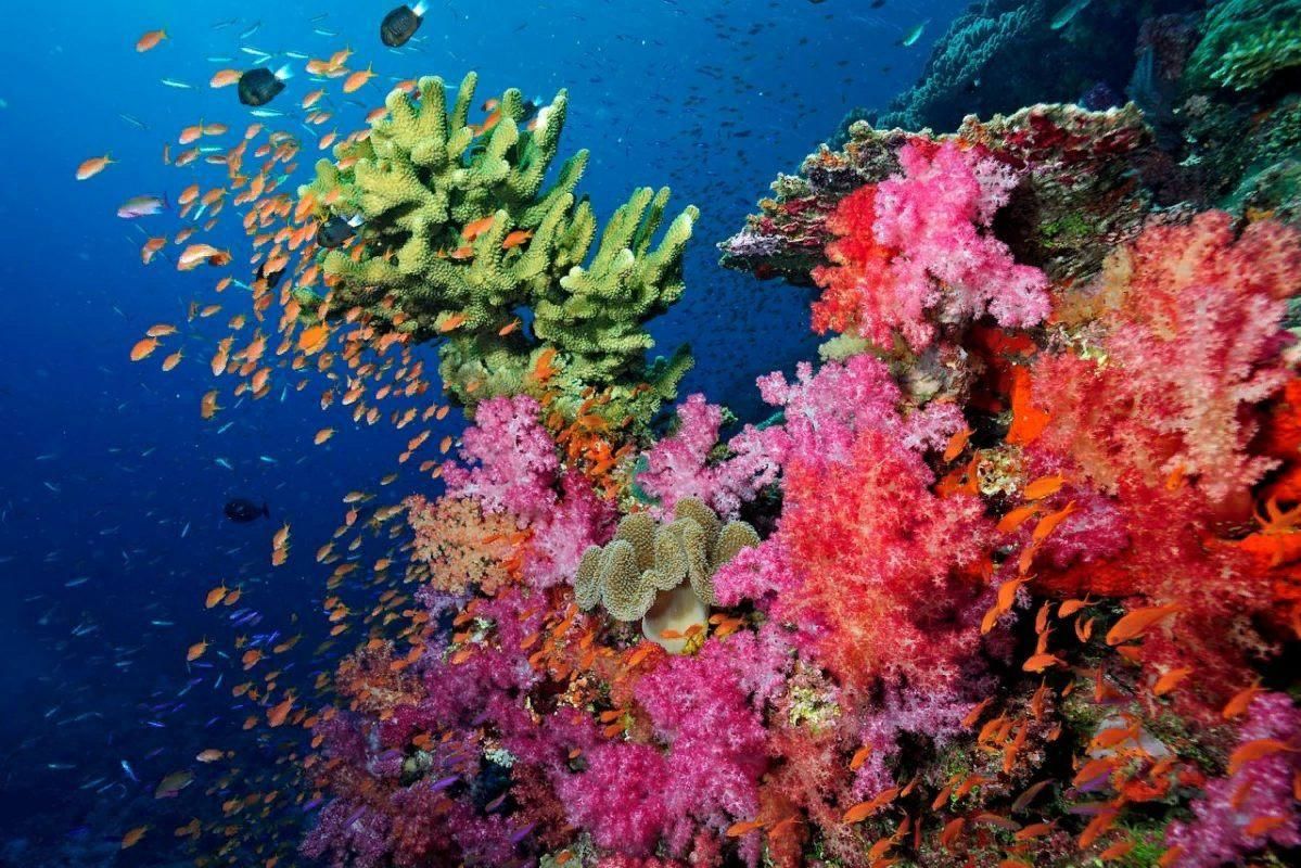 Кораллы Средиземного моря