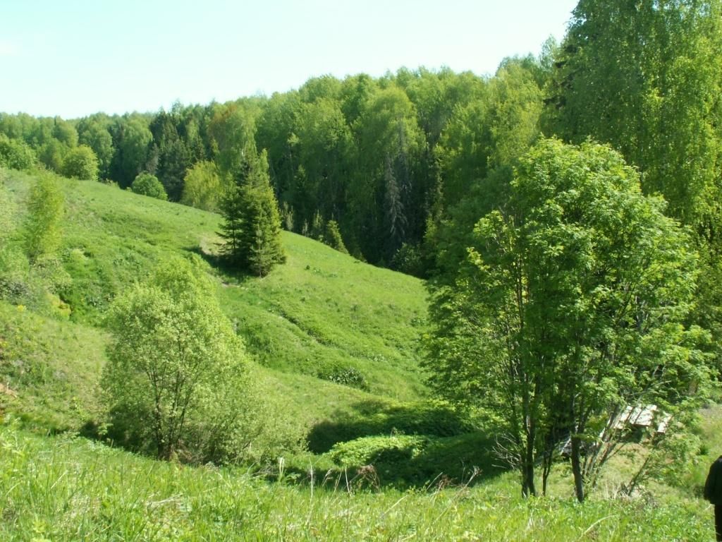 Вятские леса Кировская область