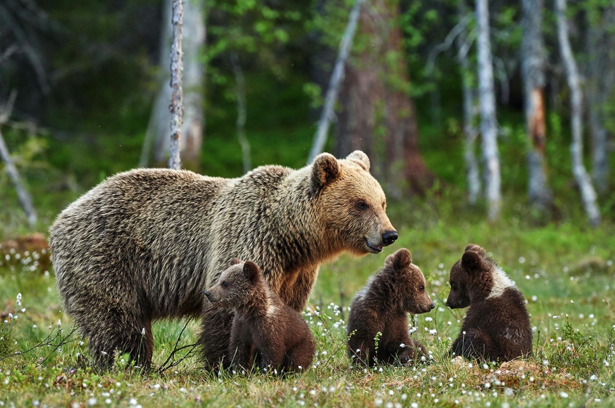 Животные россии фото для детей