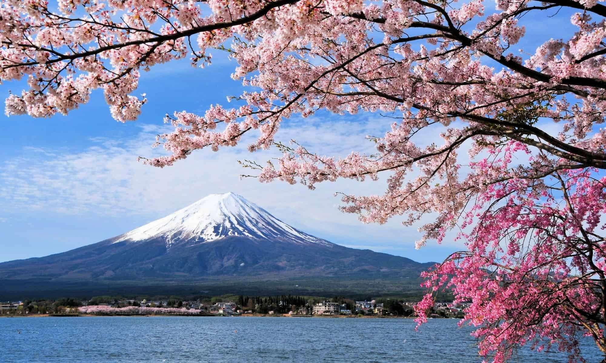 Fuji. Япония гора Фудзияма и Сакура. Япония Фудзияма Сакура храм. Фудзияму Яманаси. Япония Фудзи Сакура пейзаж.