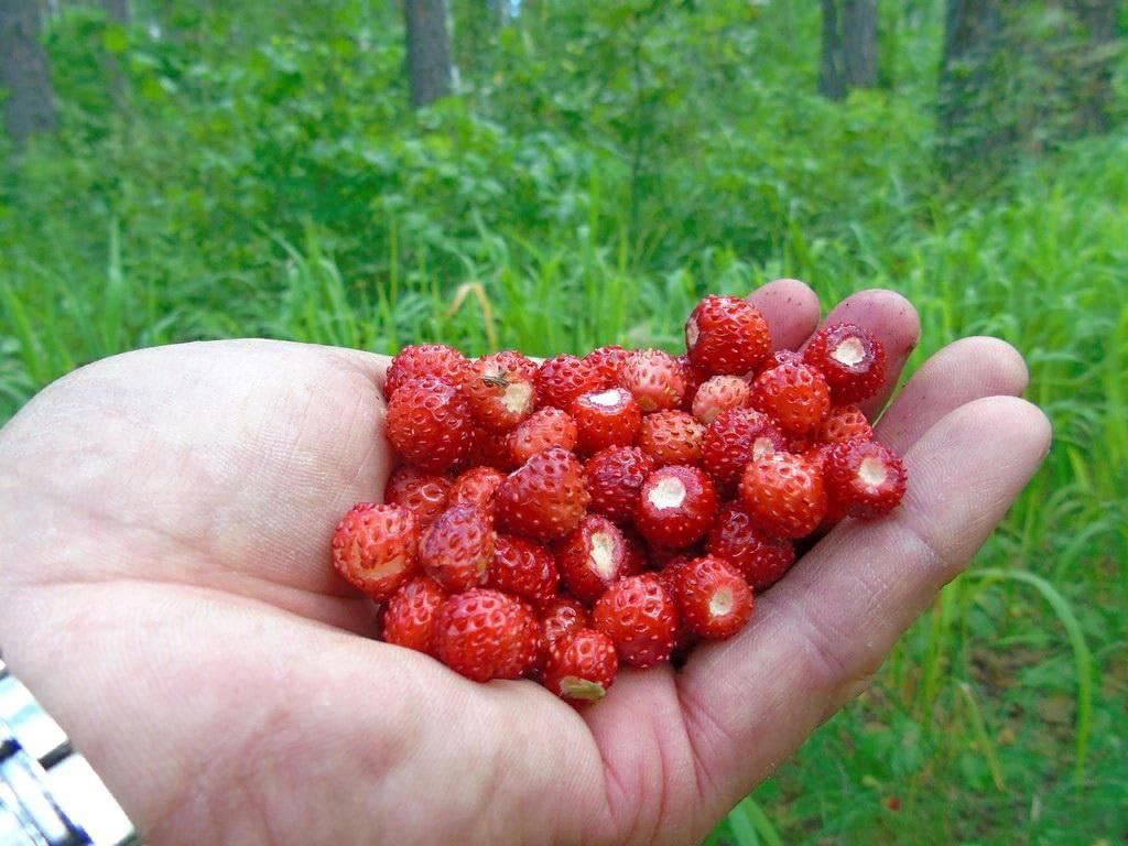 Найди ягодка. Ягоды растущие в лесу. Собирать ягоды. Июль ягоды. Сбор ягод.