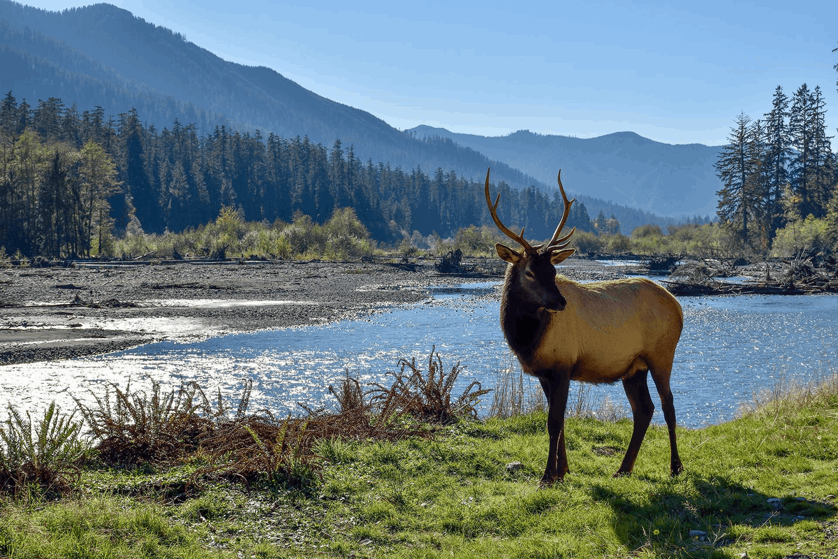 Животные республики алтай фото