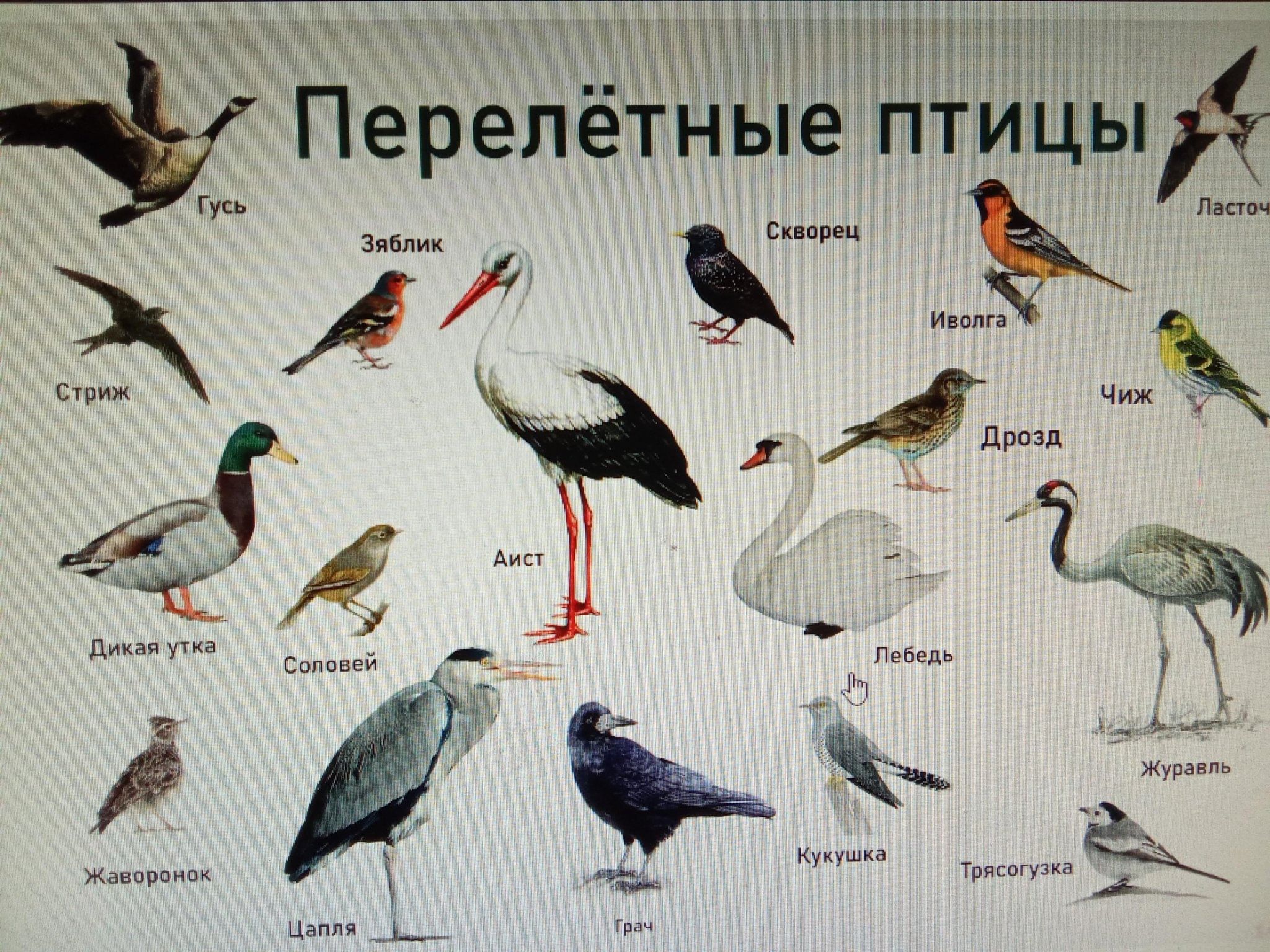 Перелетные птицы удмуртии