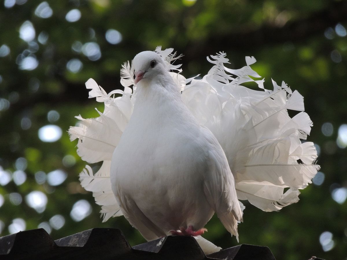 Archangel Pigeon