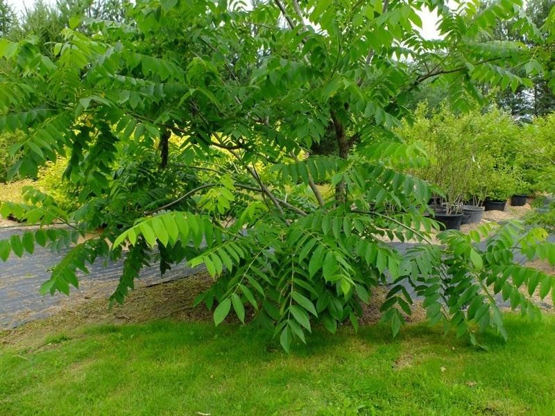 Pitomnik Dubcy, plant nursery, Moscow Region, Odintsovskiy Urban District, Dubts