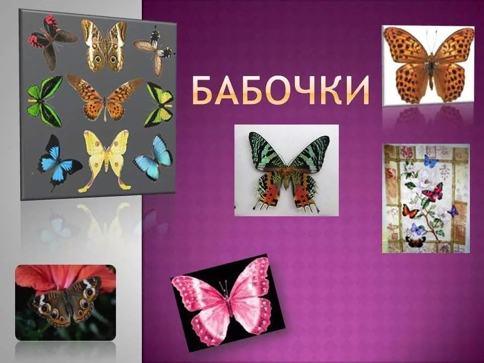 Бабочка в проекте 7